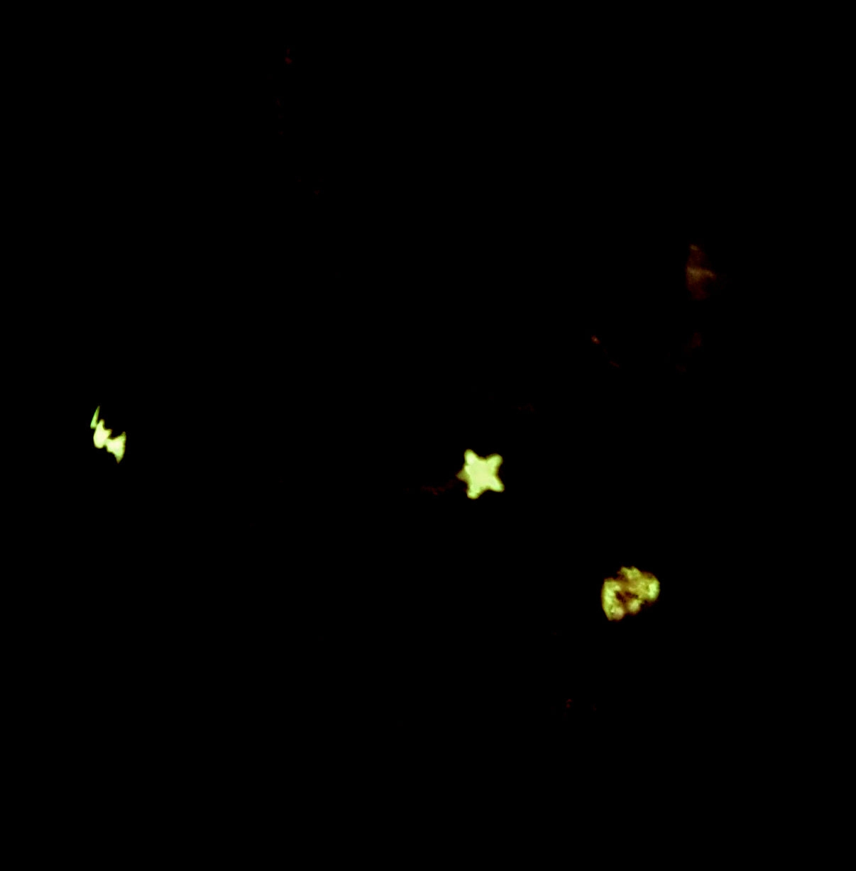 FLOP Lori - GITD/UV Soft silicone - LO-511