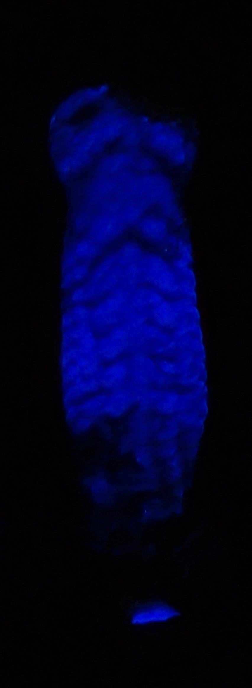 Small Tallfang - GITD Medium silicone - TF-223