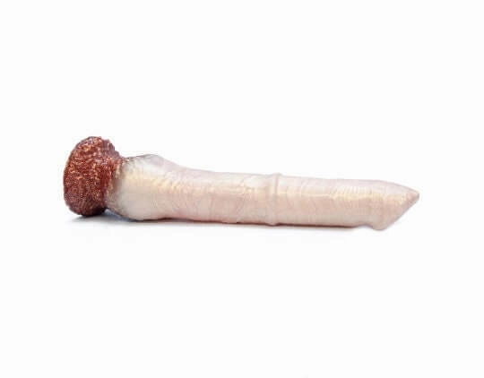 Theo the Pegasus Fantasy Dildo